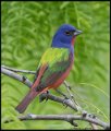 _8SB8686 painted bunting
